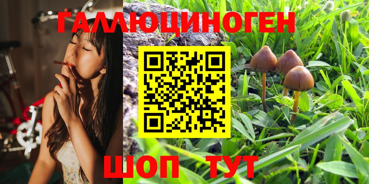 Галлюциногенные грибы Psilocybe Саянск